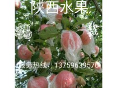 陕西大荔苹果