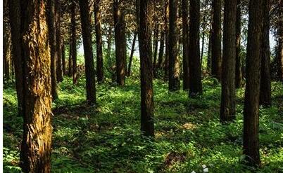 新一轮集体林业改革试验启动