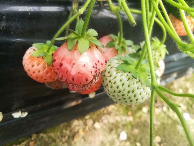 草莓育苗移栽